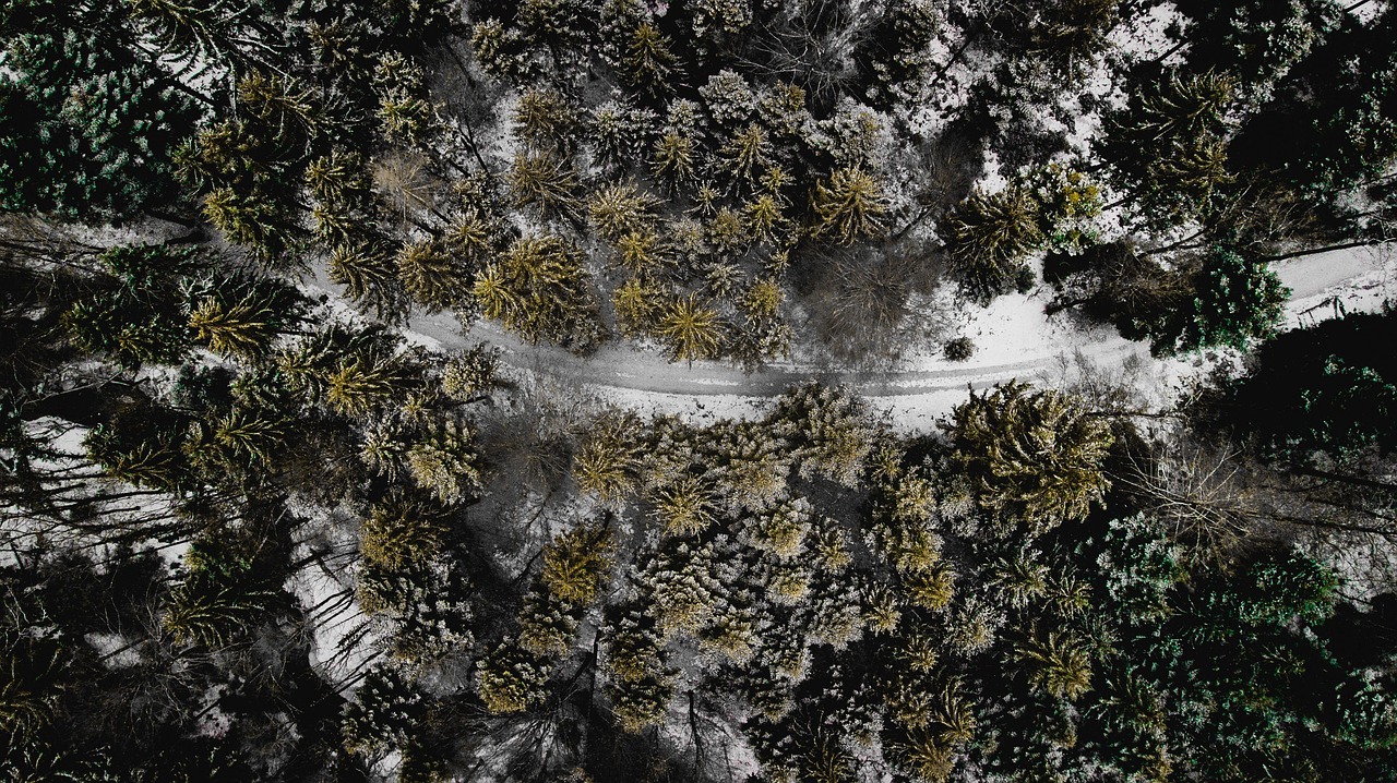 nature, trees, outdoors, forest, drone, landscape, snow, winter, bird's eye view, background