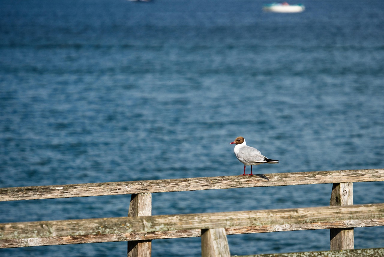 seagull, bird, fence, lake, gull, animal, wildlife, plumage, perched, nature, starnberg lake, starnberg, bavaria