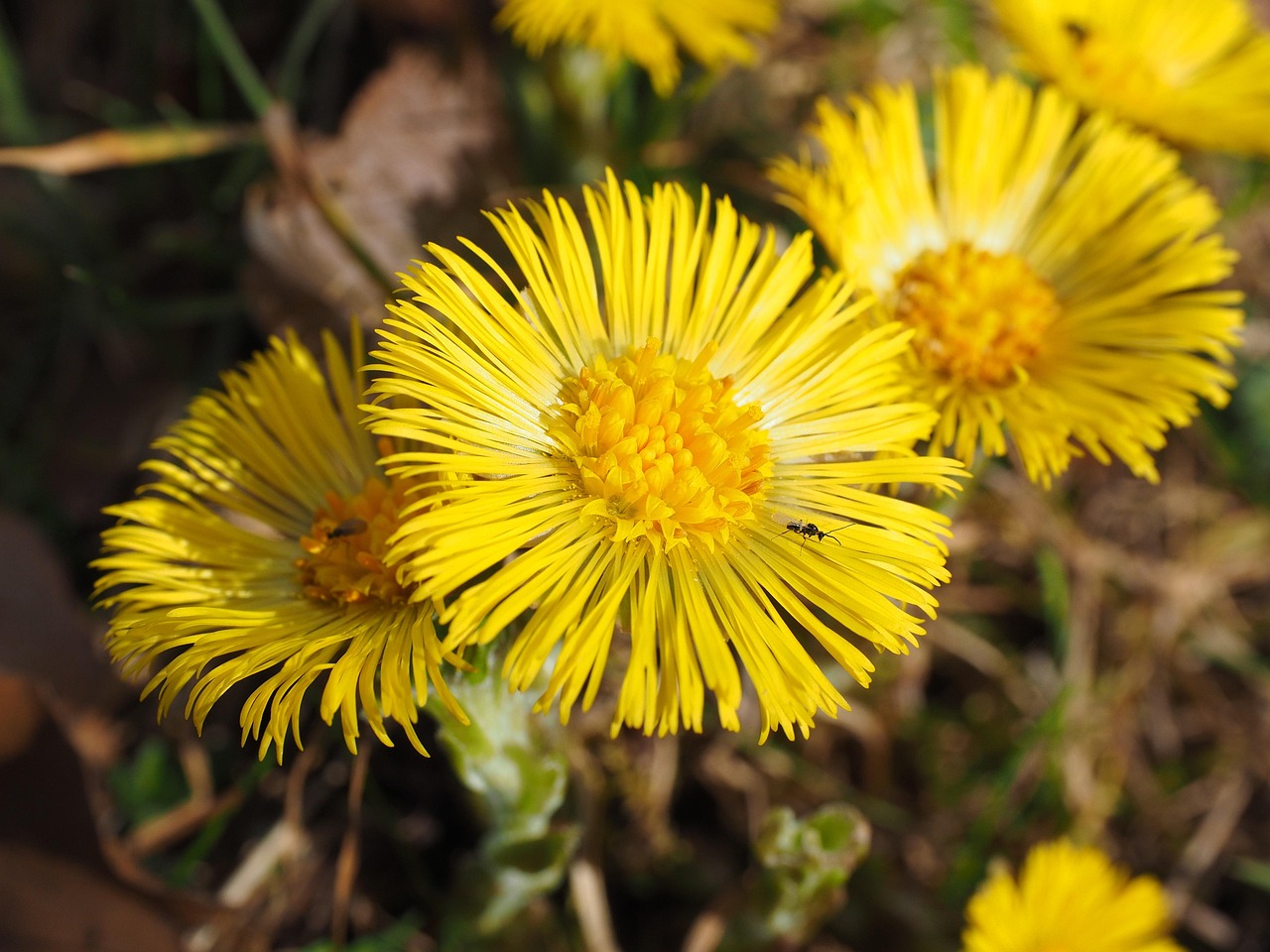 coltsfoot, flower, blossom, bloom, yellow, tussilago farfara, tussilago, composites, asteraceae, spring flower, early bloomer, medicinal plant, cough suppressant