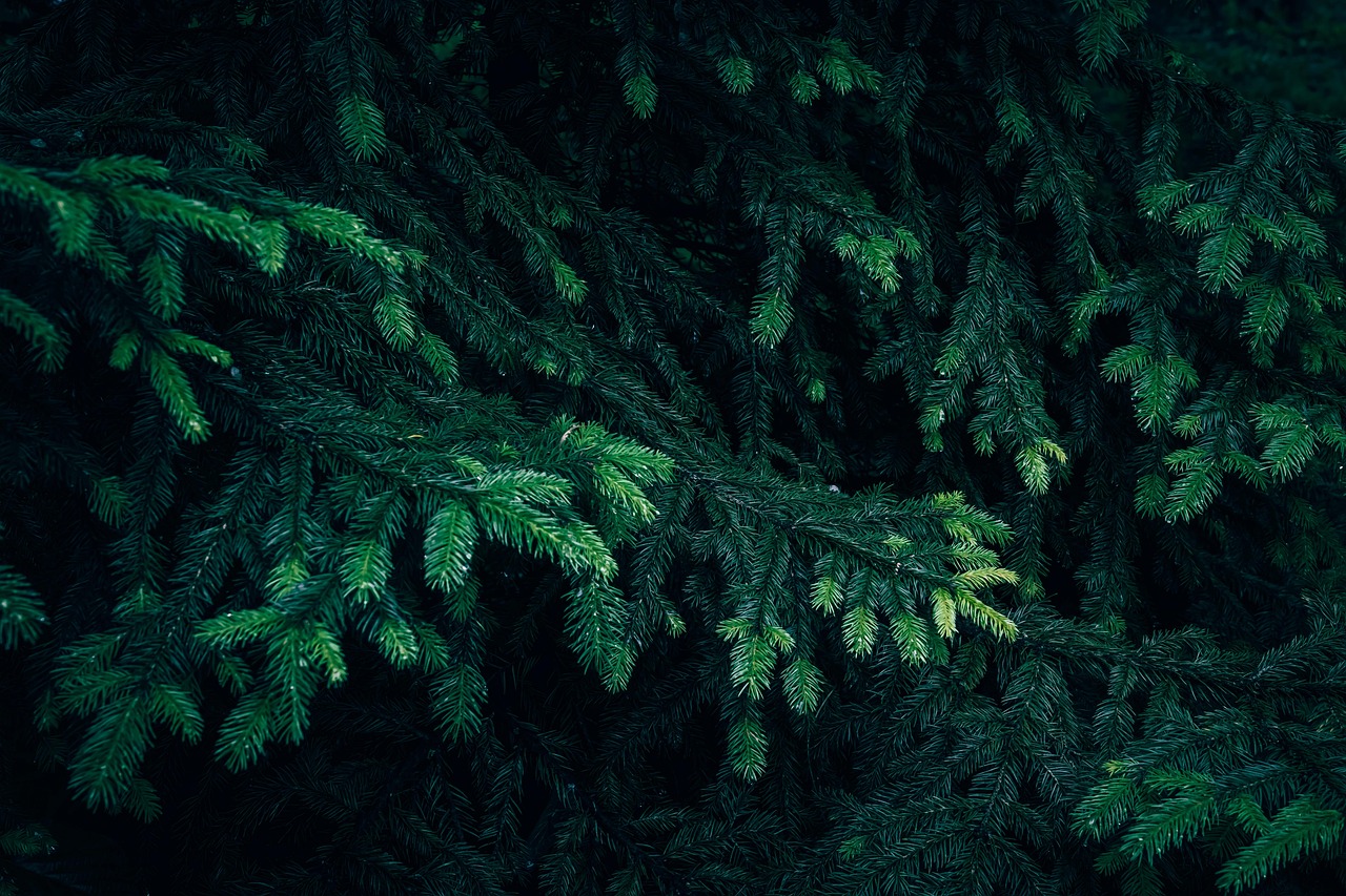 branches, tree, close up, conifer, coniferous, coniferous tree, conifer tree, dark, evergreen, evergreen tree, fir, fir tree, forest, fresh, green, growth, nature, pattern, plant, background