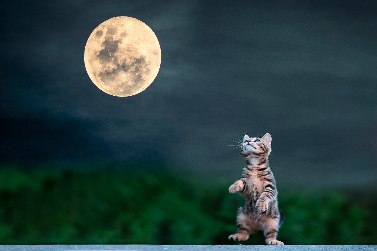 moon, night, cat, mascot, darling, feline, vegetation, play