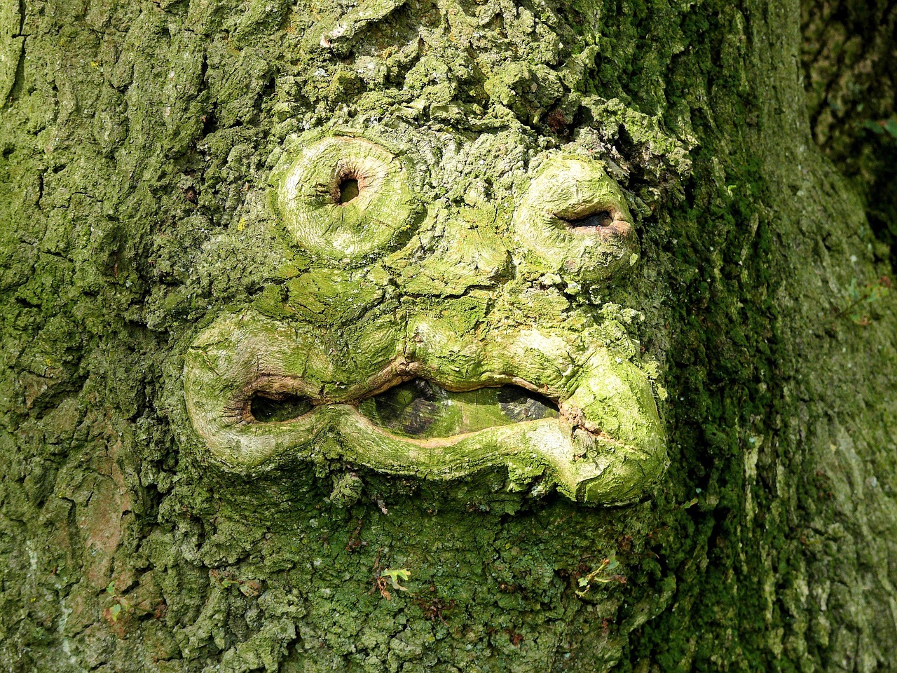 tree, green, face, bark, form, face shape, funny face, nature, forest