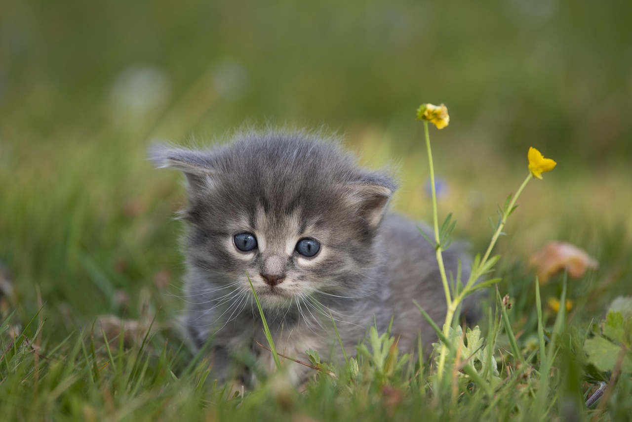 kitten, too, cute, grey, fur