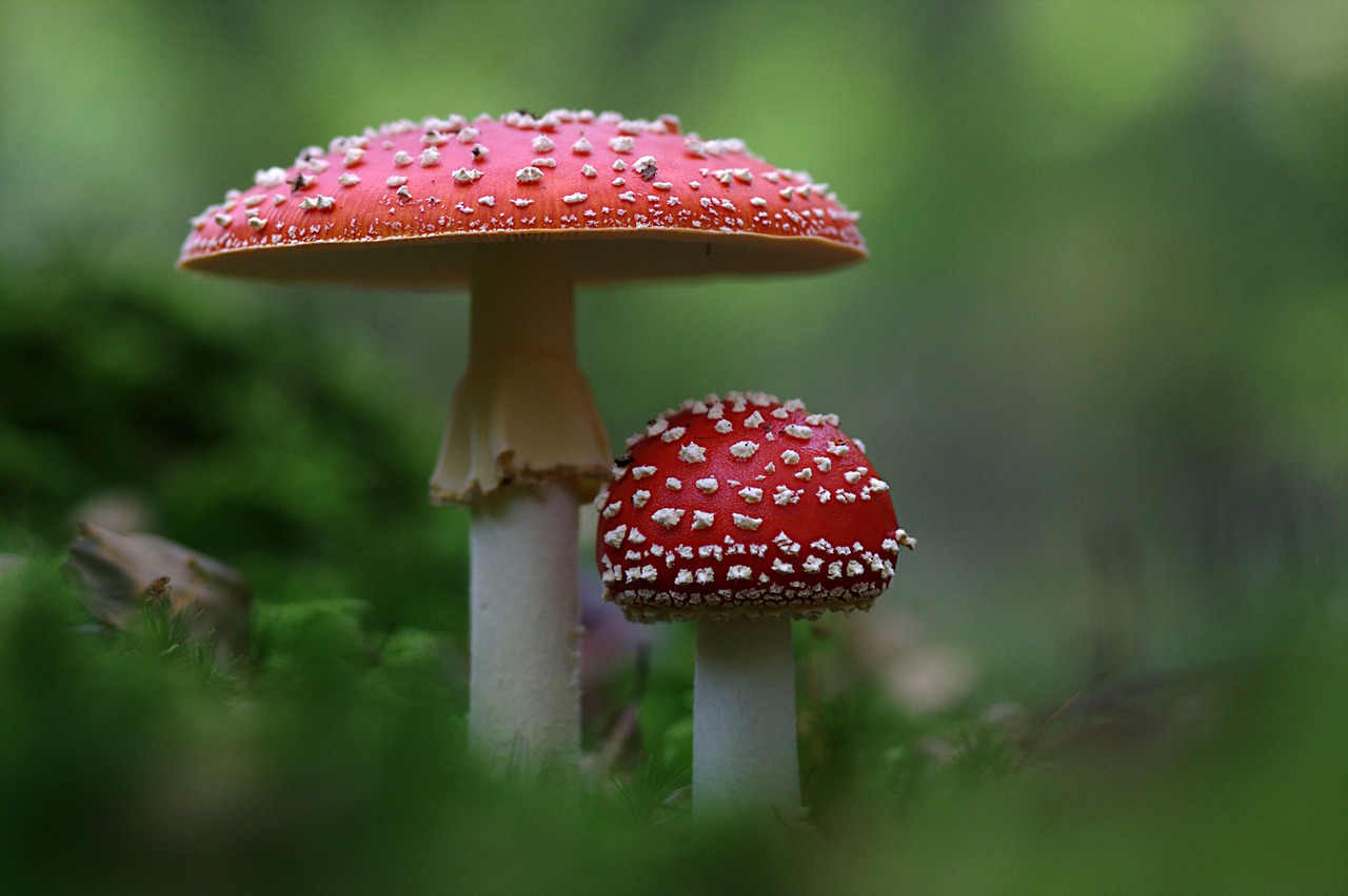 toadstool, mushroom, fall, amanita muscaria, red