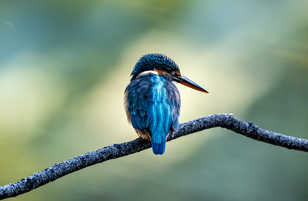 bird, kingfisher, waterfowl, beak, feathers, plumage, nature