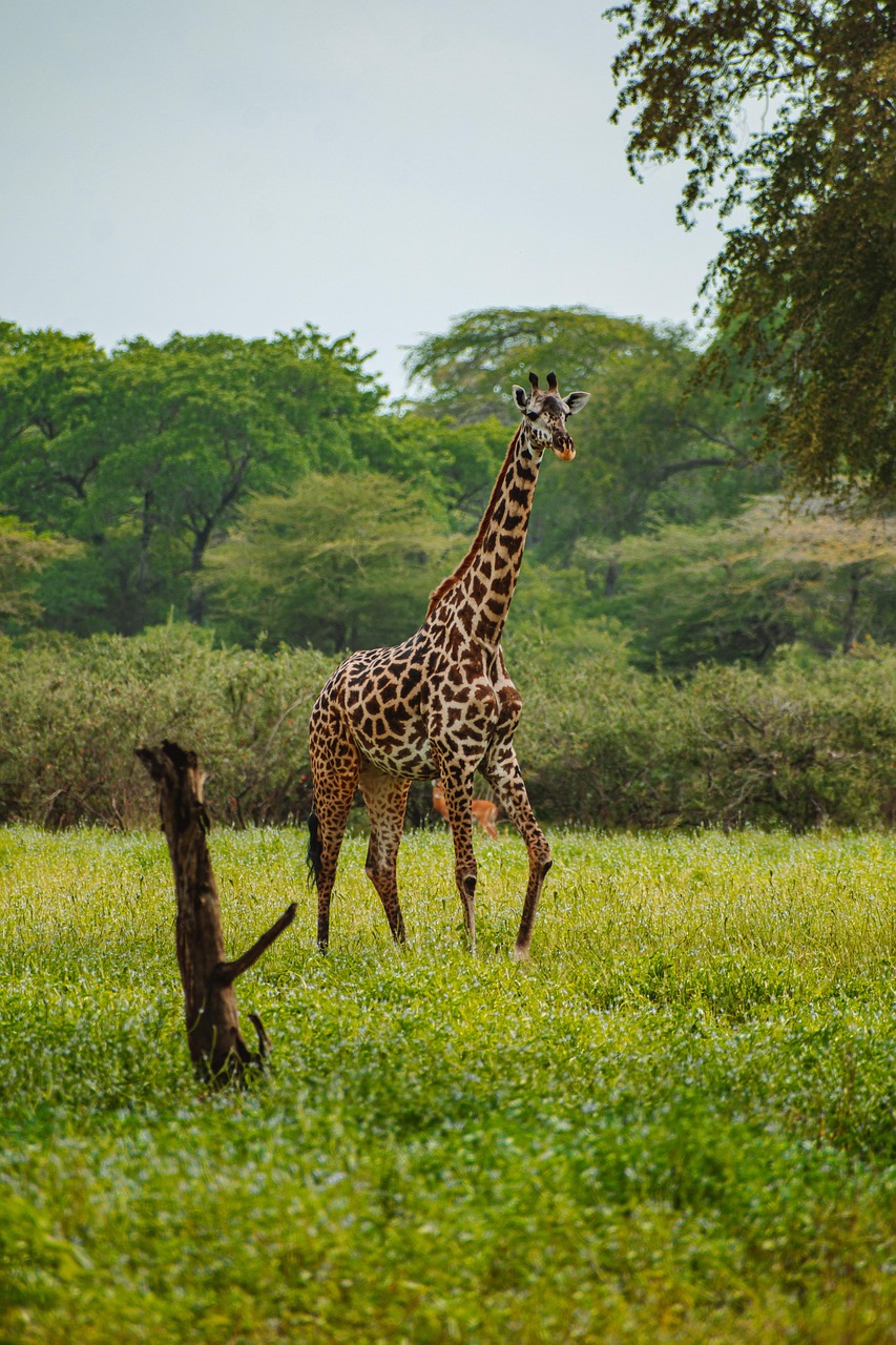 giraffe, animal, safari, nature, grasslands, wildlife, one, africa, tanzania