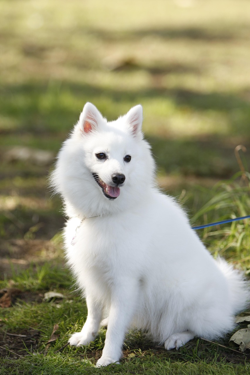 mammals, cute, animal, portrait, dog, japanese spitz