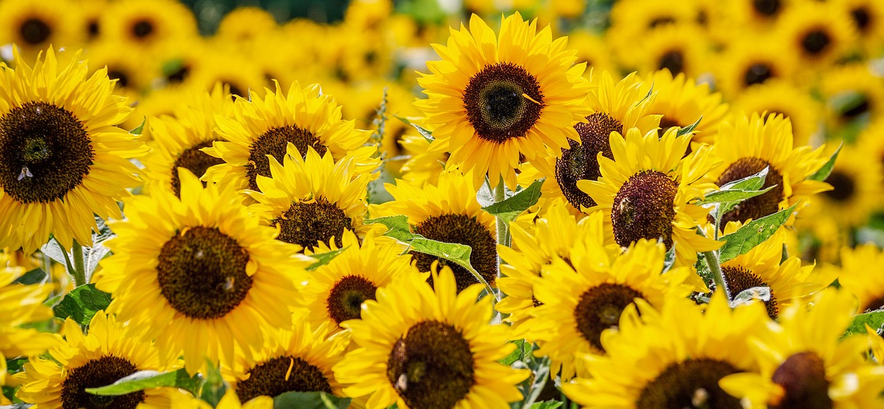 sunflowers, flowers, sunflower field, field, yellow flowers, petals, yellow petals, blossom, bloom, flora, summer, nature, wallpaper, background