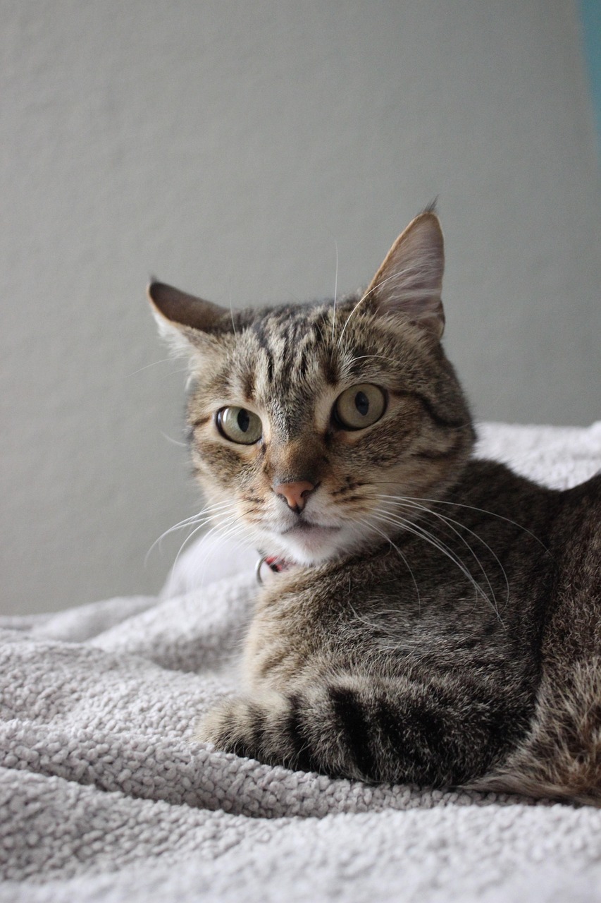 she cat pose, feline, looking, gray shoes