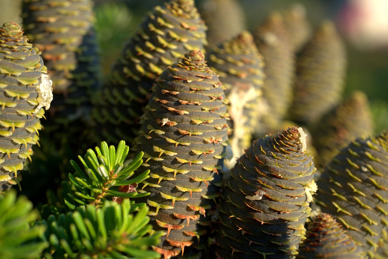 tree, spruce, cones, pine cones, pine tree, conifer, coniferous, fir, plant, fir tree, needles, nature, tannenzweig